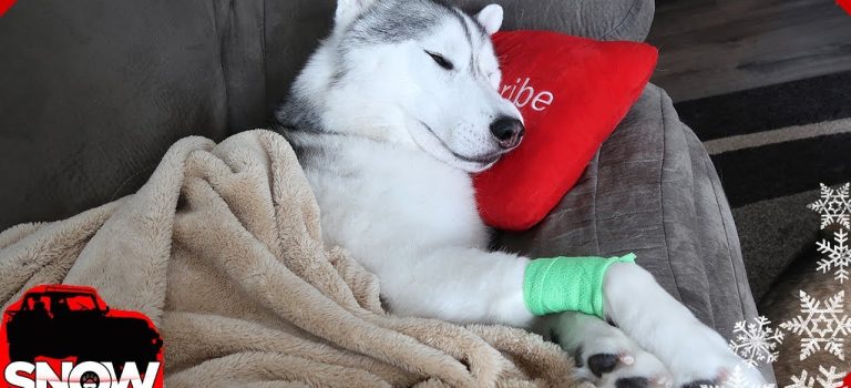 Dentist Practice Loans – Call 904-551-6090:  Memphis is Grumpy !  Dog after the dentist