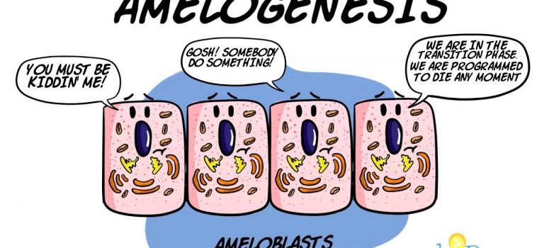 Dentist Practice Loans – Call 904-551-6090:  Amelogenesis – Stages of enamel formation