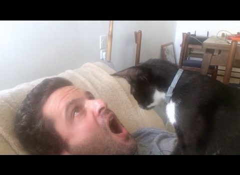 Dental Practice Financing For Dentists – Call BRT: 904-551-6090:  Cat Dentist