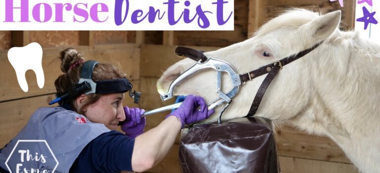 Dental Practice Financing For Dentists – Call BRT: 904-551-6090:  Horse Dentist Visit! | This Esme