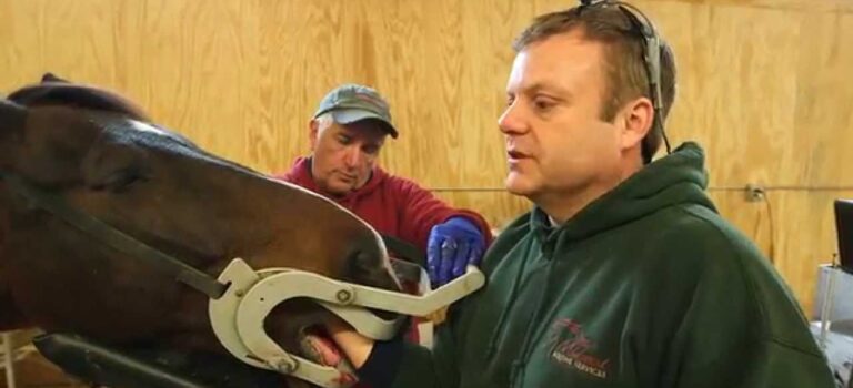 Dental Practice Financing For Dentists – Call BRT: 904-551-6090:  VetsOnCall – Horse dentist pulls fractured tooth