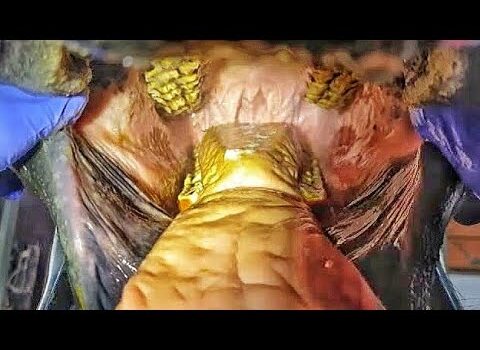 Dental Practice Financing For Dentists – Call BRT: 904-551-6090:  Horse dentist visits our Friesian horses.