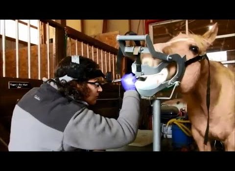 Dental Practice Financing For Dentists – Call BRT: 904-551-6090:  Equine Dentistry with Mild Sedation & Power Instruments