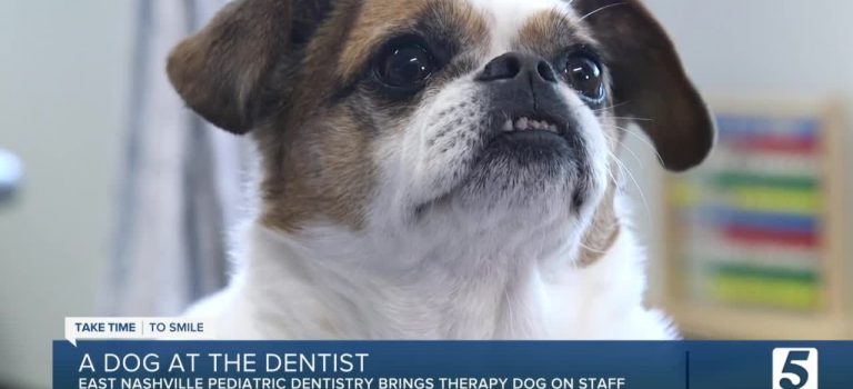 Dental Practice Financing For Dentists – Call BRT: 904-551-6090:  Milo the dental dog calms pediatric patients at East Nashville dentist