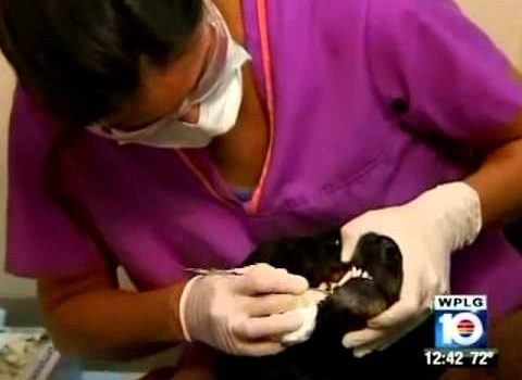 Dental Practice Financing For Dentists – Call BRT: 904-551-6090:  Dick Nourse former news anchorman with Channel 5 News – Warr Dental, Your Salt Lake City Dentist